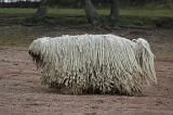 KOMONDOR 129